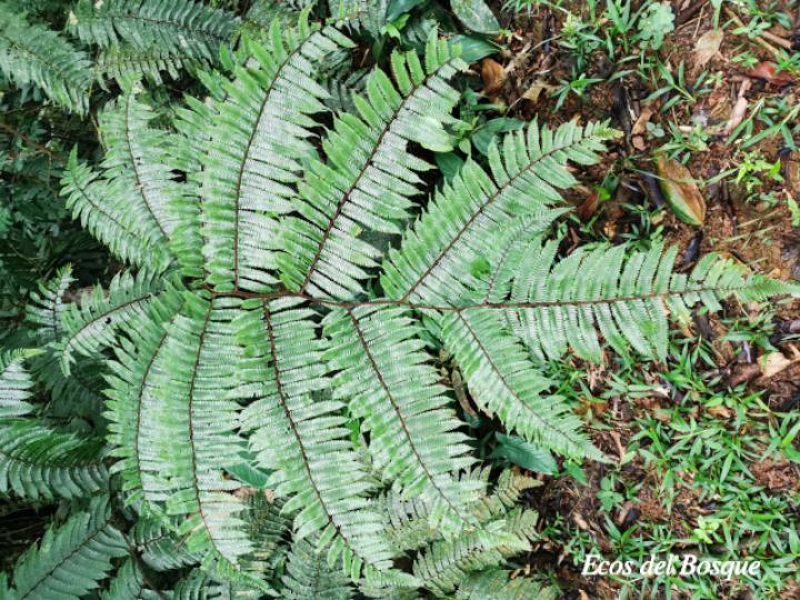Cyathea multiflora (Rabo de mico)