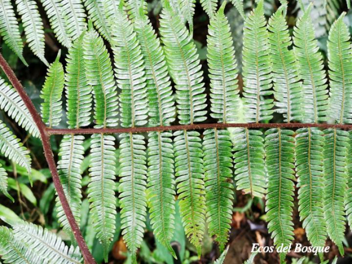 Cyathea multiflora (Rabo de mico)