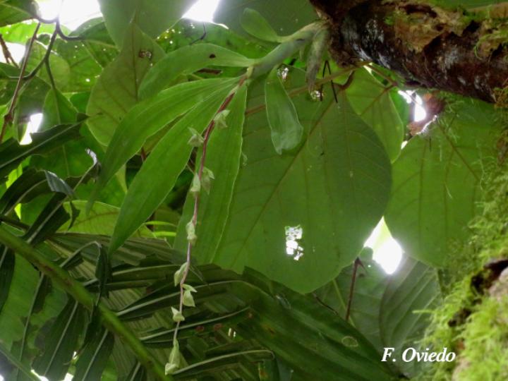 Cycnoches egertonianum