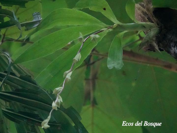 Cycnoches egertonianum