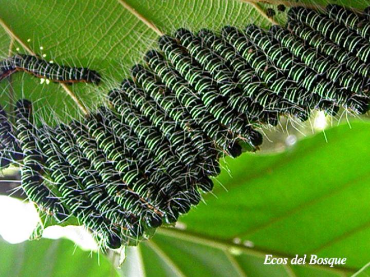 Dyops cuprescens