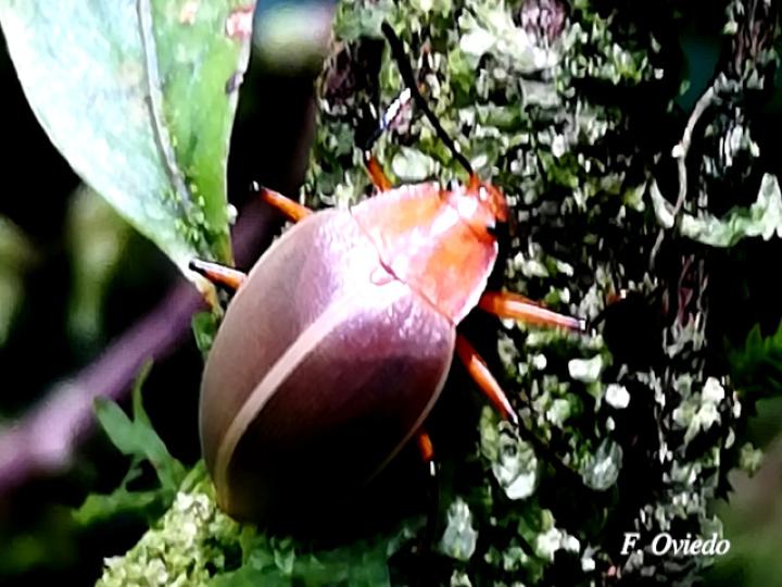 Ellipticus confusus