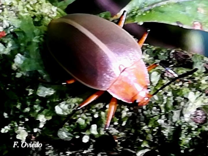 Ellipticus confusus