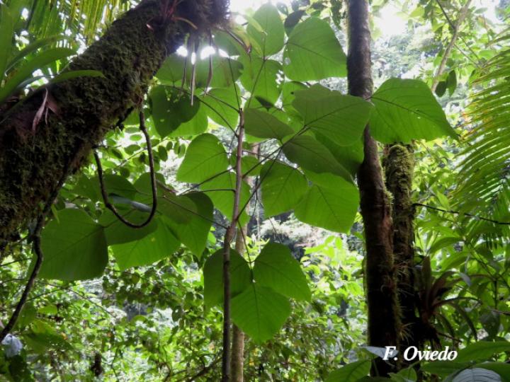 Erythrina steyermarkii (Poró)