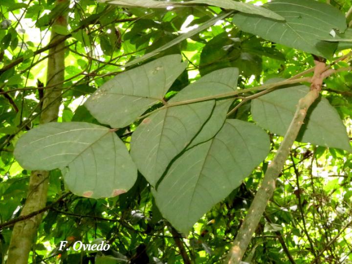 Erythrina steyermarkii (Poró)