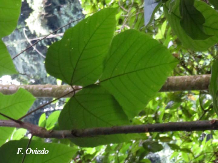 Erythrina steyermarkii (Poró)