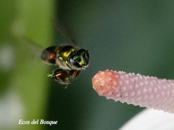 Euglossa flammea (Abeja de las orquídeas)