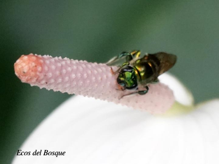 Euglossa flammea (Abeja de las orquídeas)