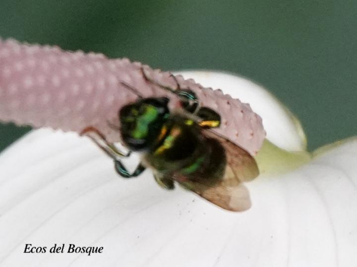 Euglossa flammea (Abeja de las orquídeas)