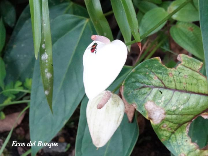 Euglossa flammea (Abeja de las orquídeas)