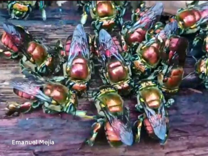 Euglossa flammea (Abeja de las orquídeas)