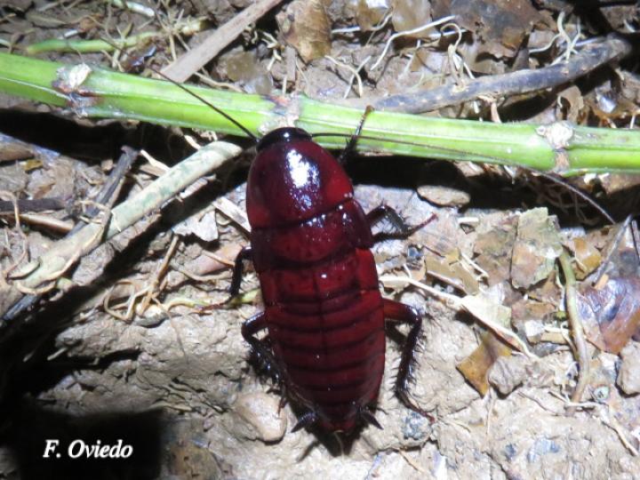 Eurycotis biolleyi