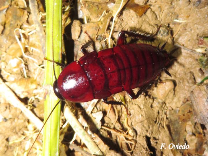 Eurycotis biolleyi