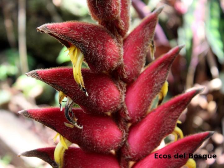 Heliconia vellerigera