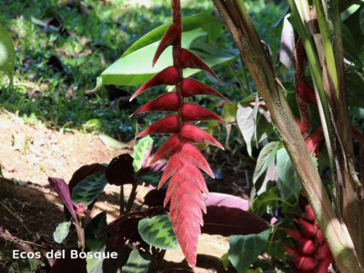 Heliconia vellerigera