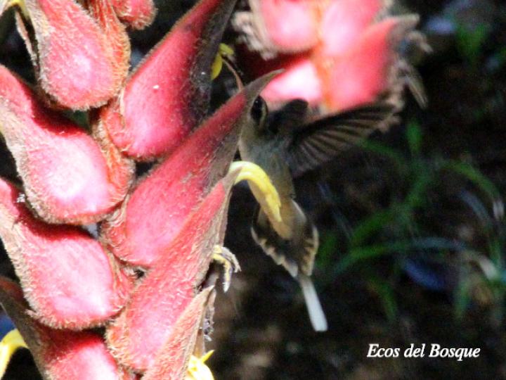 Heliconia vellerigera visitada por un ermitaño colilargo