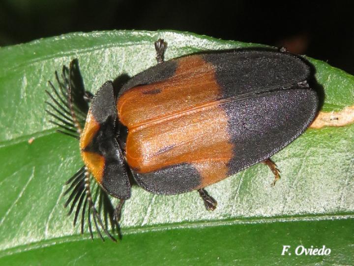 Lamprocera picta