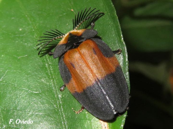 Lamprocera picta