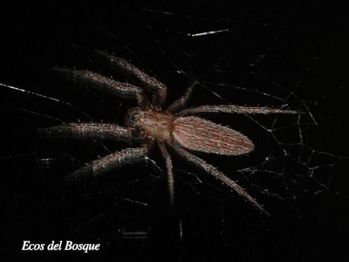 Larinia directa