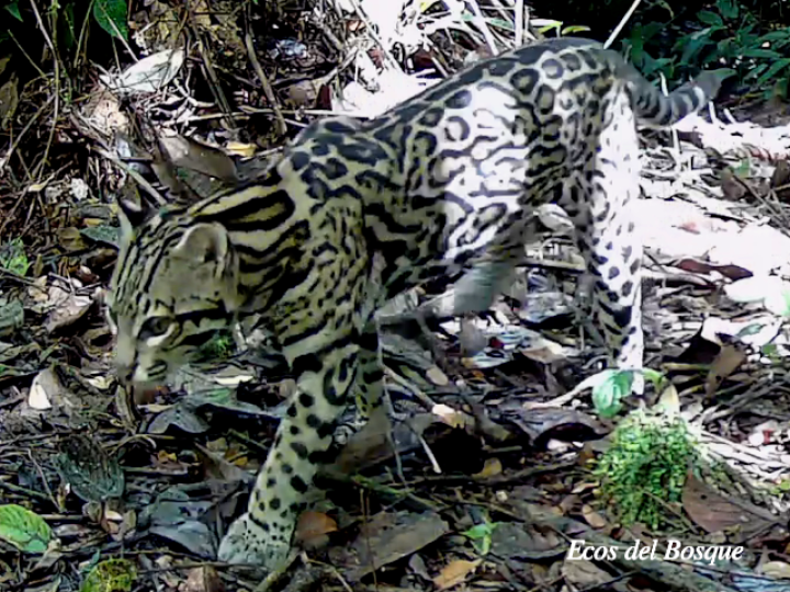 Leopardus pardalis (Manigordo, Ocelote) Leopardus pardalis (Manigordo, Ocelote)