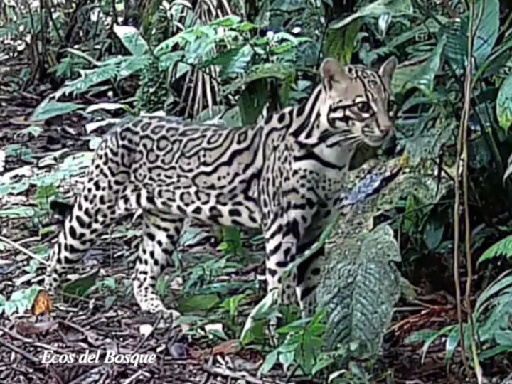 Leopardus pardalis (Manigordo, Ocelote)