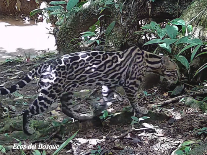 Leopardus pardalis (Manigordo, Ocelote) Leopardus pardalis (Manigordo, Ocelote)