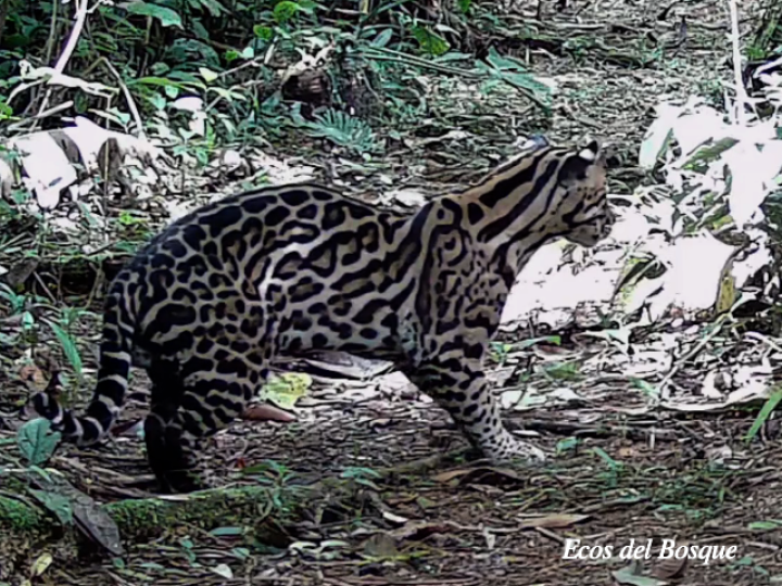 Leopardus pardalis (Manigordo, Ocelote) Leopardus pardalis (Manigordo, Ocelote)