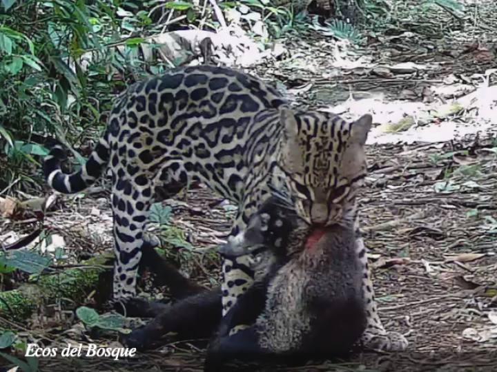 Leopardus pardalis (Manigordo, Ocelote) Leopardus pardalis (Manigordo, Ocelote)