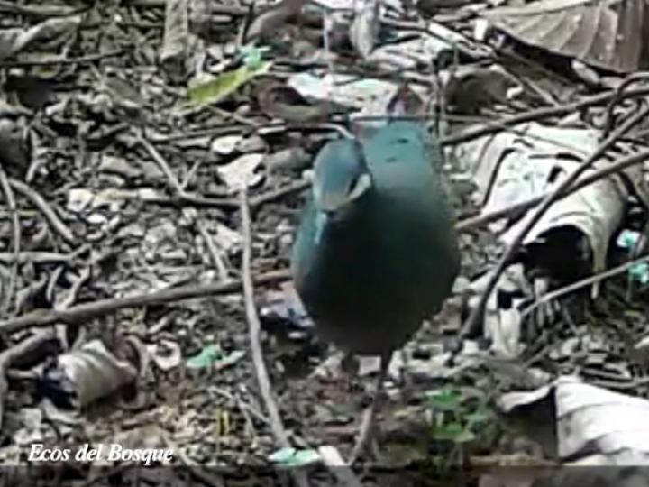 Leptotrygon veraguensis (Paloma-perdiz bigotiblanca)