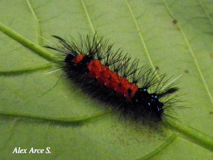 Macrocneme cabimensis