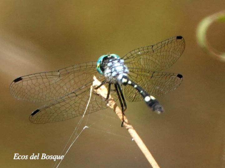 Micrathyria pseudeximia (Pequeña presuntuosa de pantano)