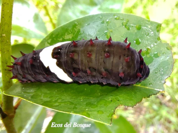 Mimoides ilus branchus (Mariposa cometa ilusión)