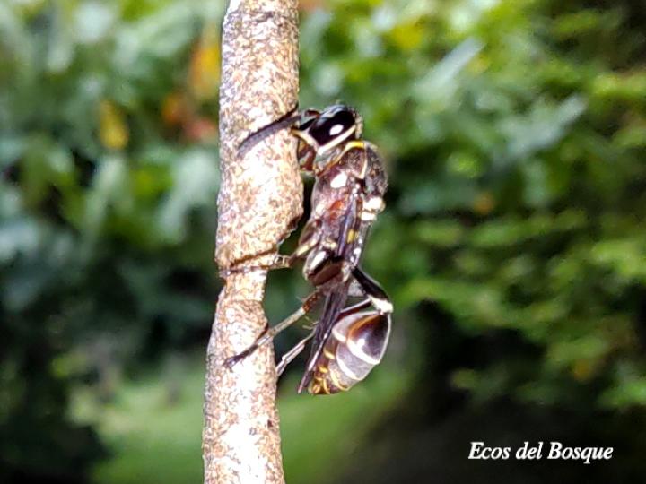 Mischocyttarus vaqueroi