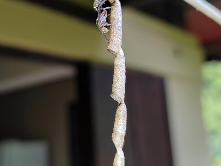 Mischocyttarus vaqueroi