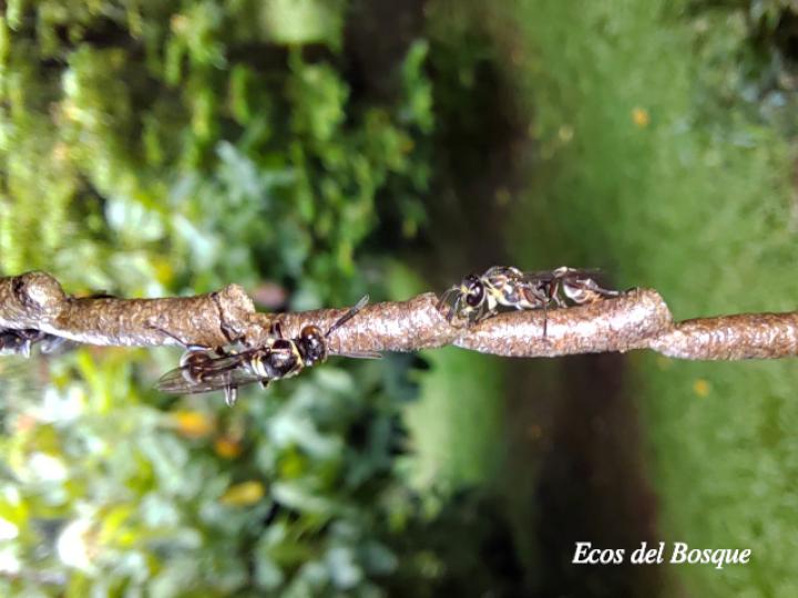 Mischocyttarus vaqueroi