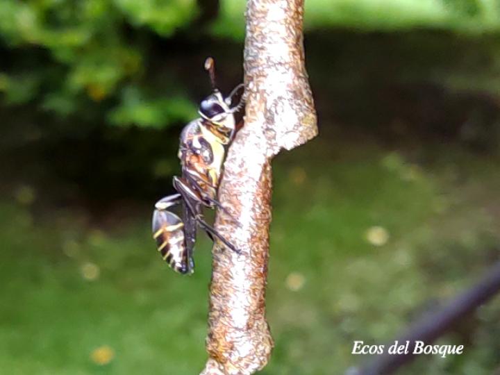 Mischocyttarus vaqueroi