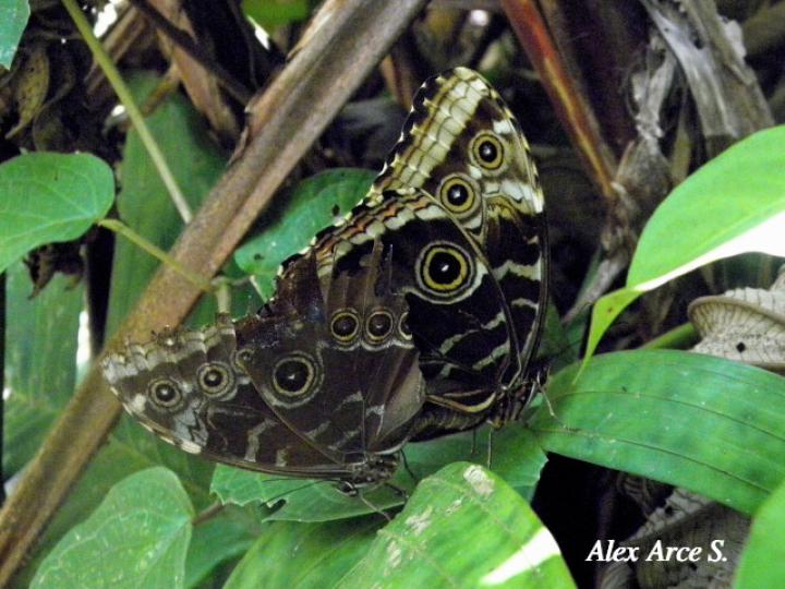 Morpho helenor marinita (Morfo común)