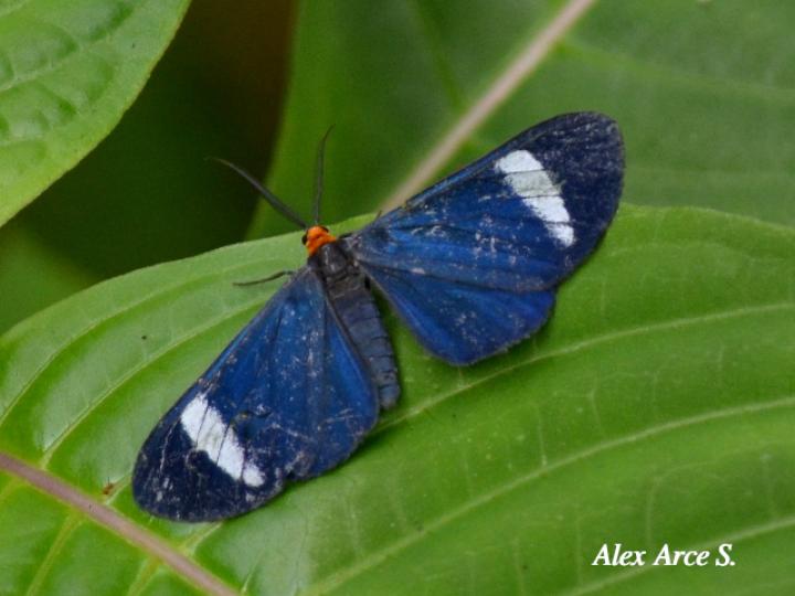 Neopaniasis aleopetra