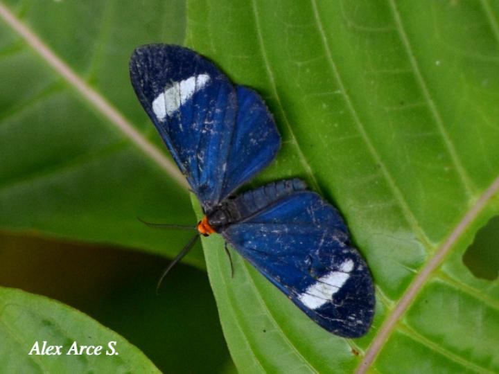 Neopaniasis aleopetra