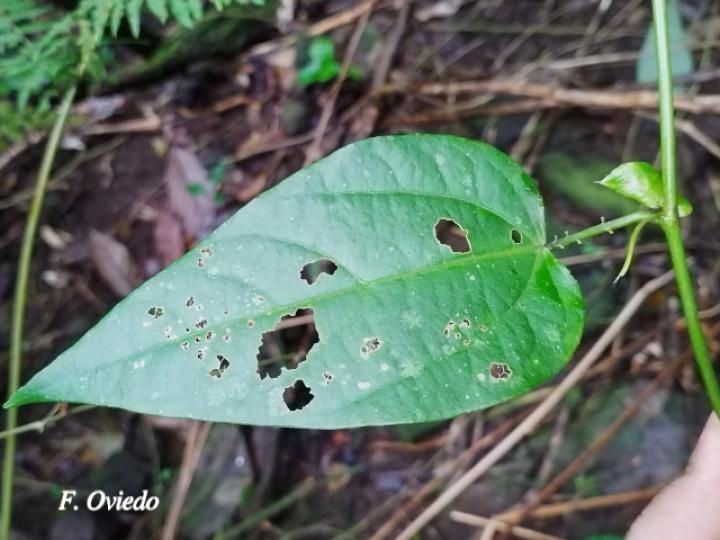 Passiflora oerstedii