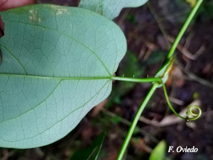 Passiflora oerstedii