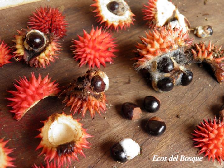 Paullinia granatensis