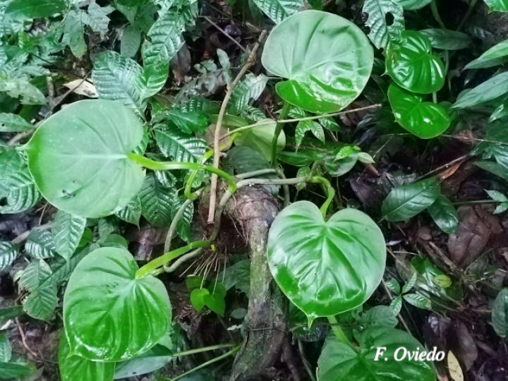 Philodendron platypetiolatum