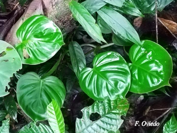 Philodendron platypetiolatum