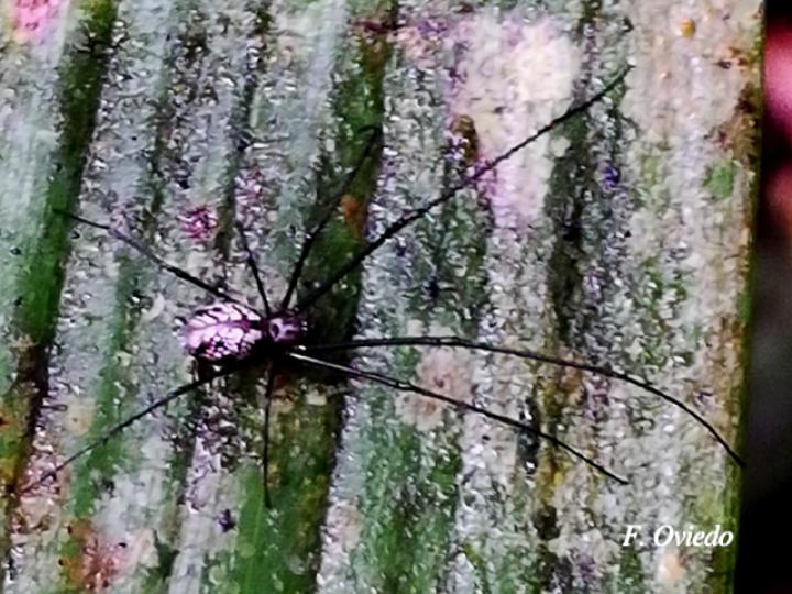 Pholcus sp