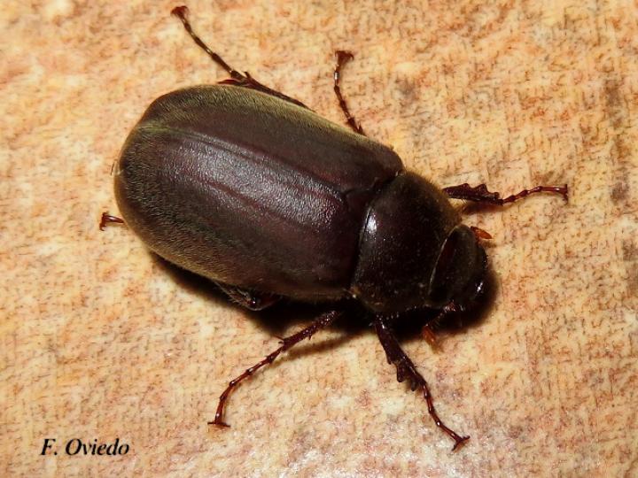 Phyllophaga sp1