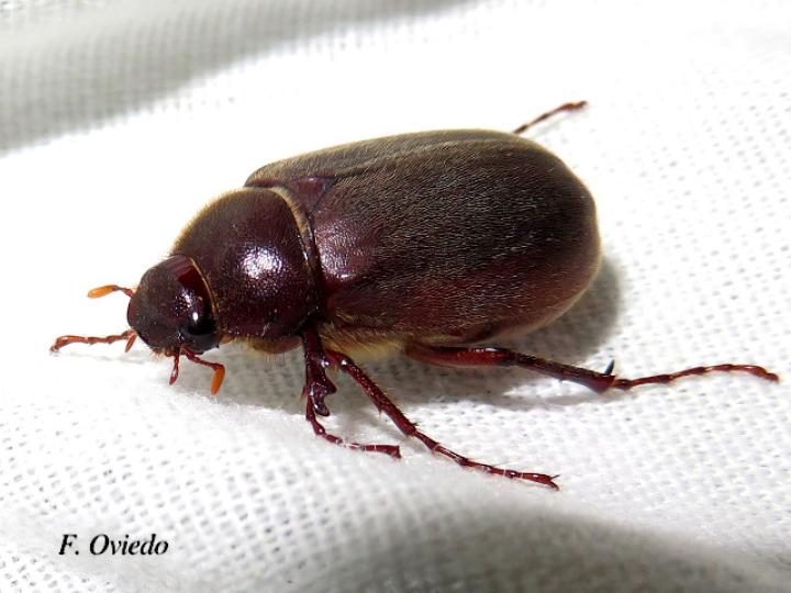 Phyllophaga sp1