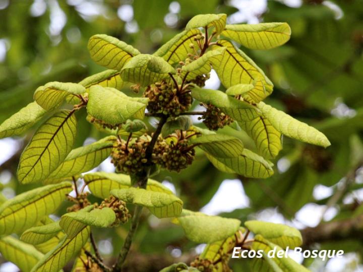 Pouteria bulliformis