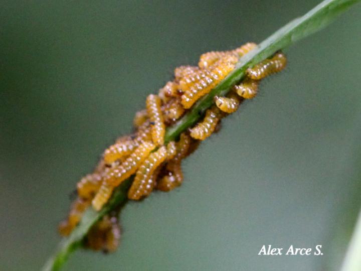 Psoloptera thoracica