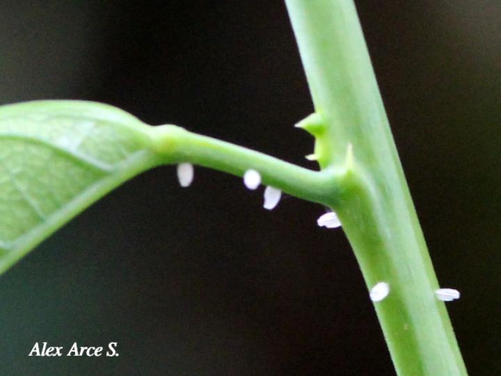 Psoloptera thoracica